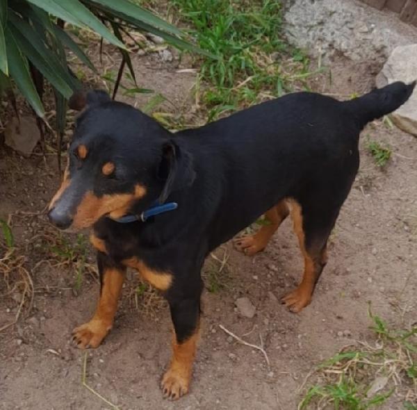 Giovane kg9 viveva a catena ok gatti.CAGLIARI Foto 3