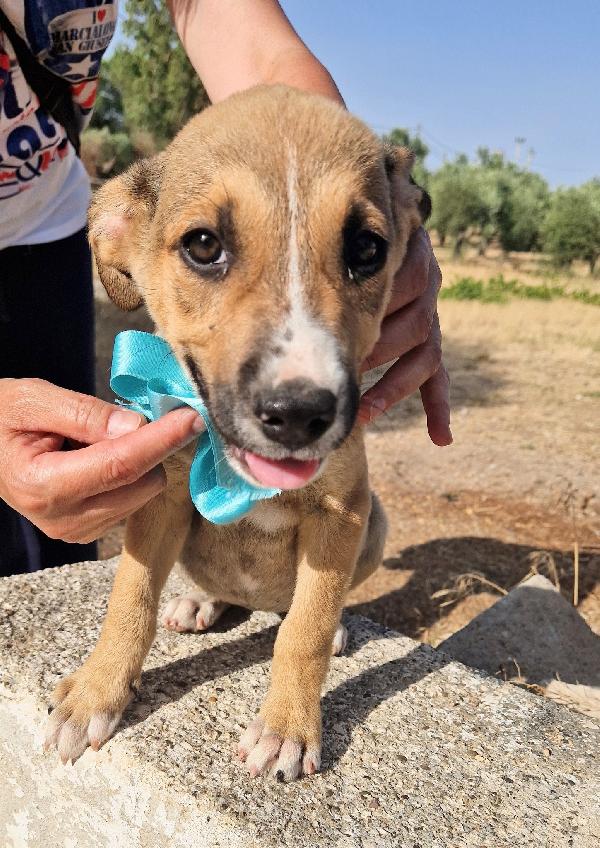 SOFIA,RISCHIA IL CANILE.ADOTTABILE IN TUTTA ITALIA! Foto 12