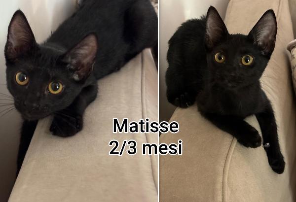 Chiamate x salvare un micio Foto 2