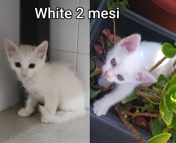 Chiamate x salvare un micio Foto 3