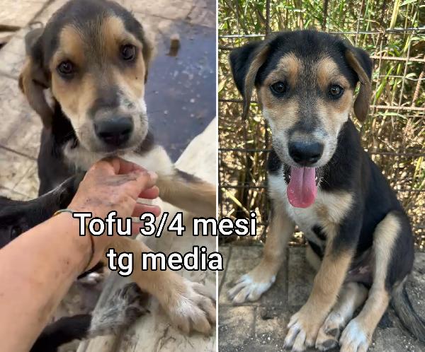 Cucciolotti in adozione  Foto 3