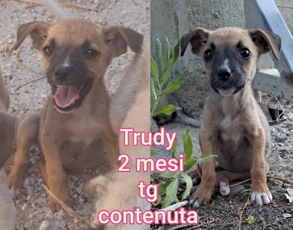 Cucciolotti in adozione  Foto 4