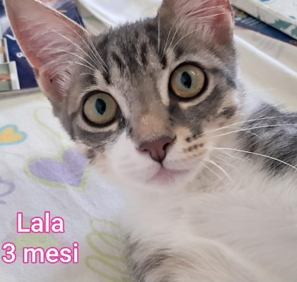 Gattini Abbandonati! Emergenza 