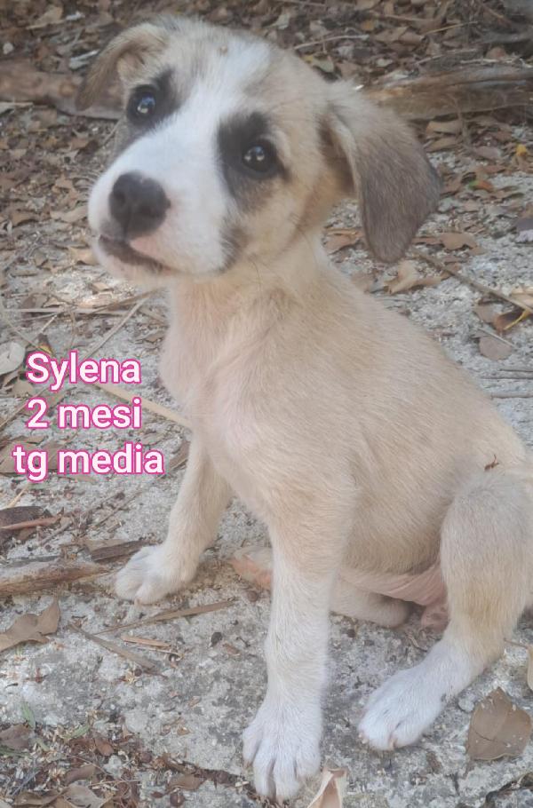 2 Mesi: Tenerissimi Cuccioli 