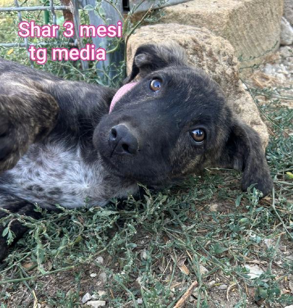 2 mesi: tenerissimi cuccioli  Foto 5