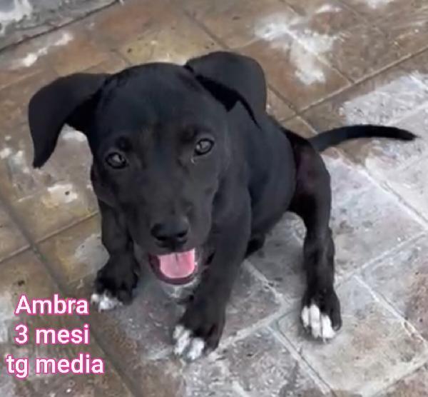 2 mesi: tenerissimi cuccioli  Foto 6