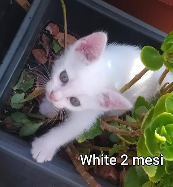 Micetti Bisognosi! Salvateli 