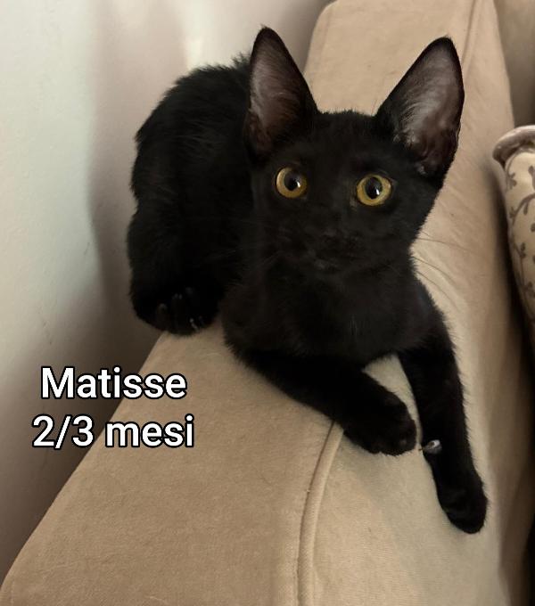 MICETTI BISOGNOSI! SALVATELI  Foto 4