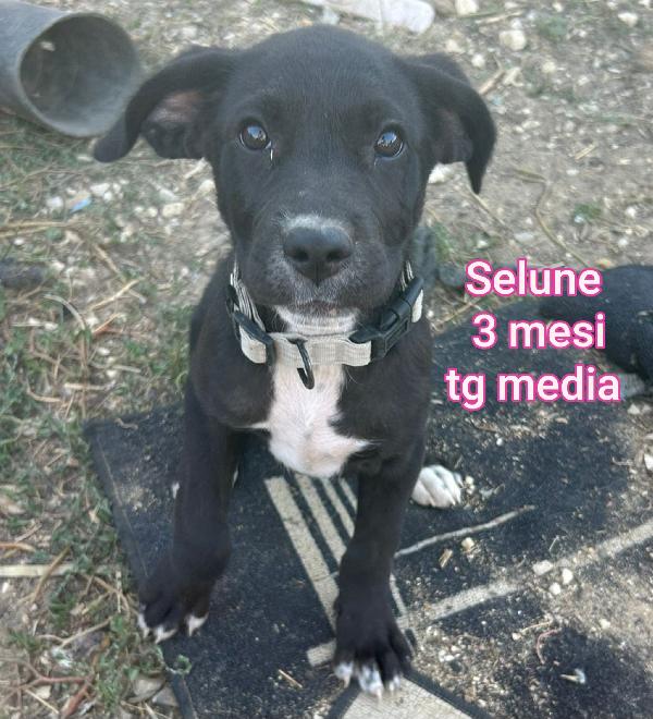 Siamo sommerse dai cuccioli!! Foto 10