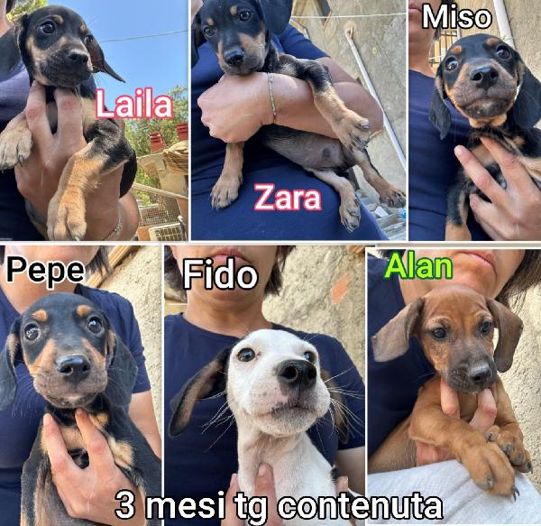 Cagnolini Tg. Contenuta 