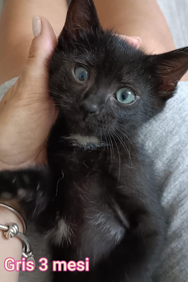 URGENTE. GATTINI ABBANDONATI.  Foto 10