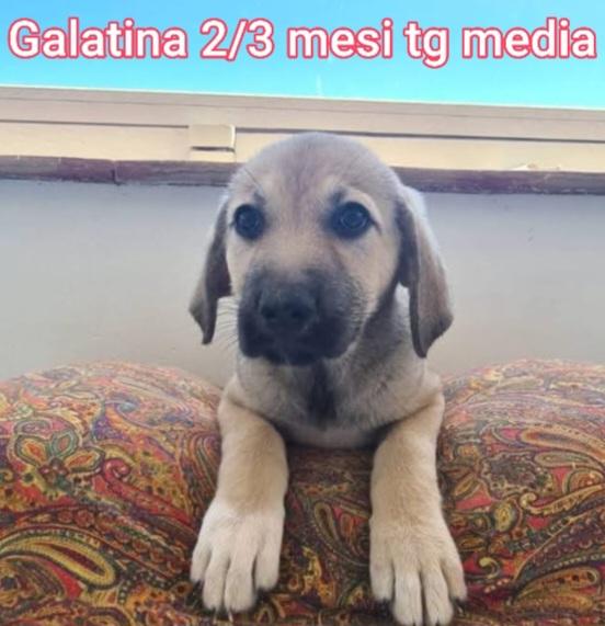 Teneri cuccioli! 2-3 mesi!  Foto 4