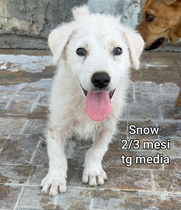 Teneri cuccioli! 2-3 mesi!  Foto 5