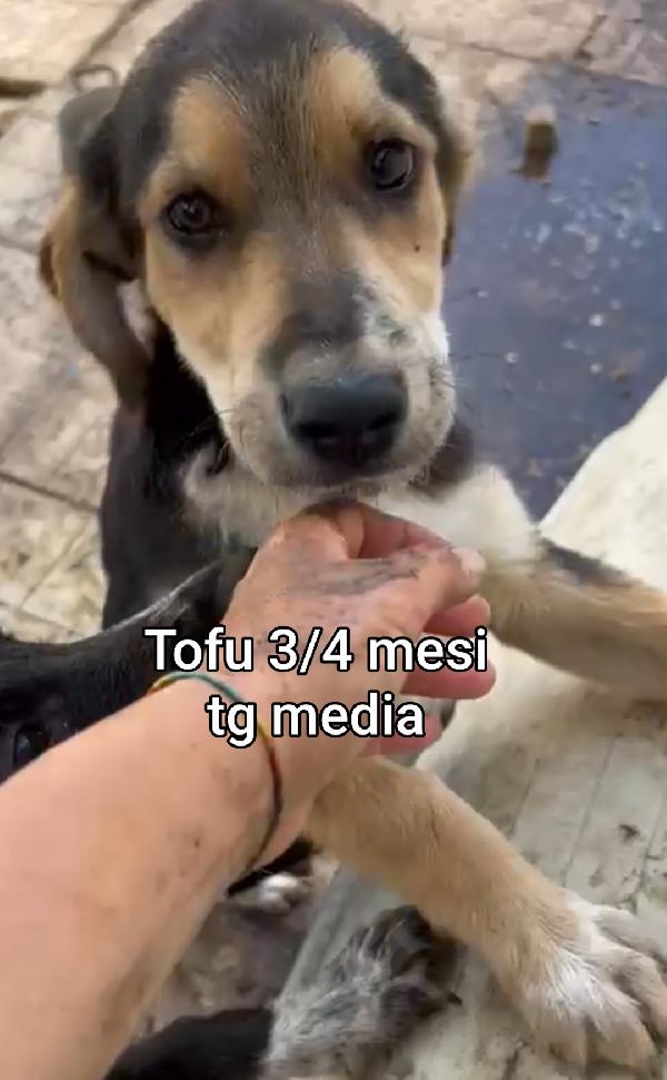 Teneri cuccioli! 2-3 mesi!  Foto 6