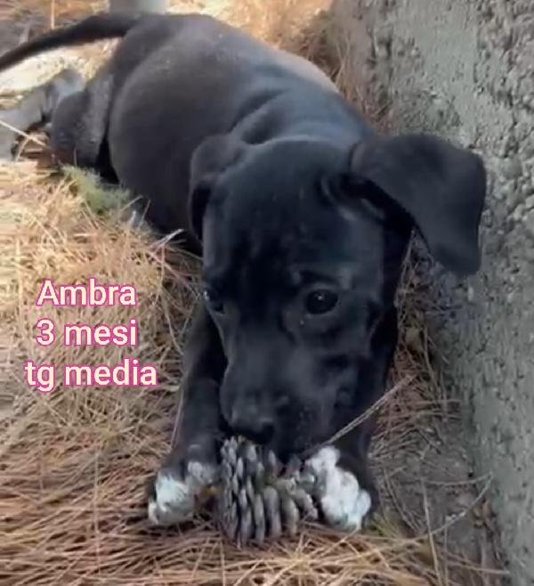 Teneri cuccioli! 2-3 mesi!  Foto 9