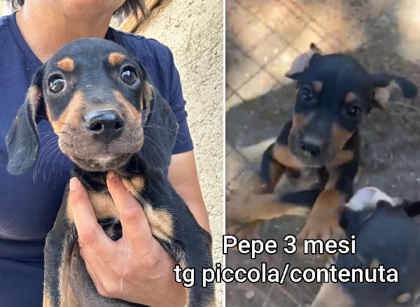 Cani, Piccoli E Contenuti 