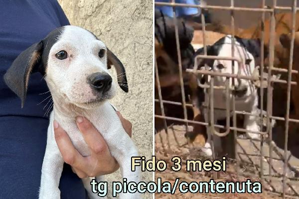 CANI, PICCOLI E CONTENUTI  Foto 2