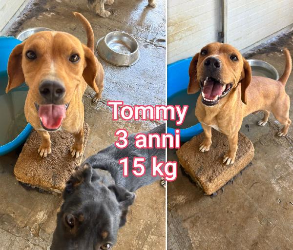 CANI, PICCOLI E CONTENUTI  Foto 7