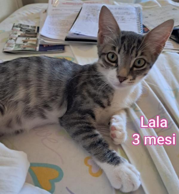 Piccoli E Adorabili Micetti