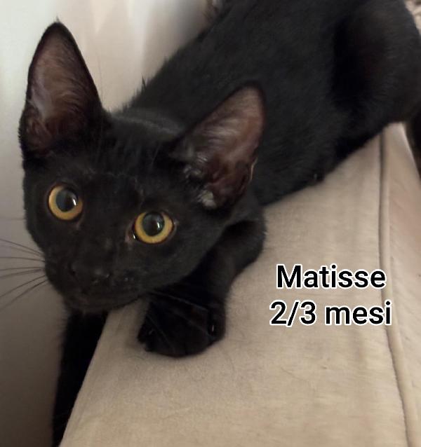 PICCOLI E ADORABILI MICETTI Foto 2