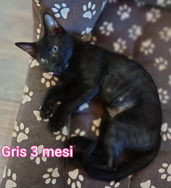 PICCOLI E ADORABILI MICETTI Foto 5