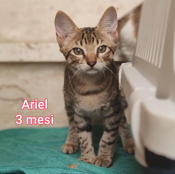 PICCOLI E ADORABILI MICETTI Foto 6