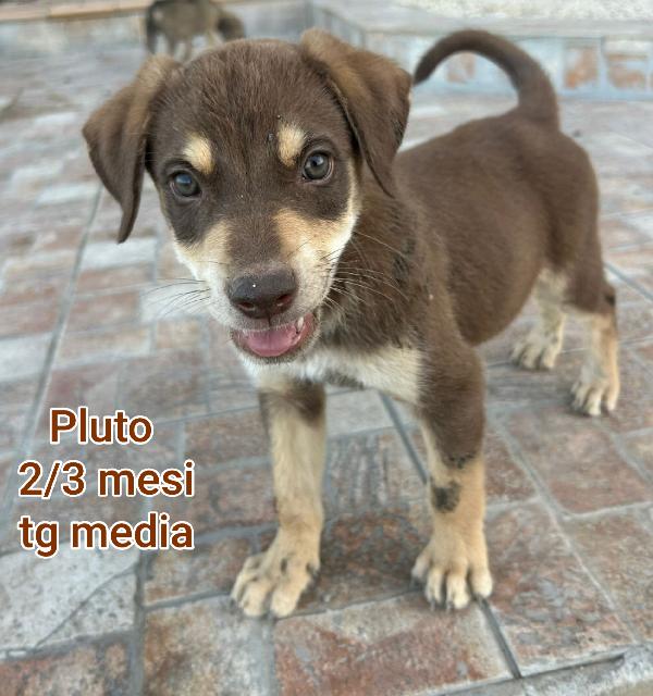 Tenerissimi Cuccioli Di 2/3 Mesi