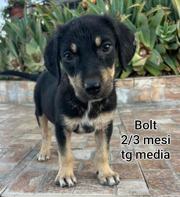 TENERISSIMI CUCCIOLI DI 2/3 MESI Foto 2