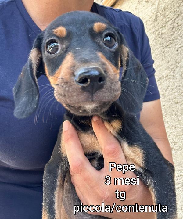 Cagnolini Massimo 10/15 Chili