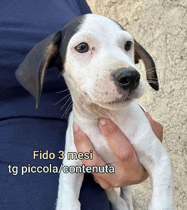 Cagnolini massimo 10/15 chili Foto 2