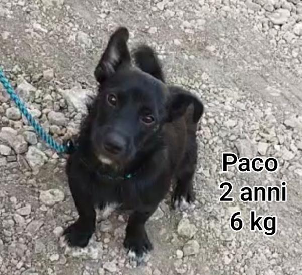 Cagnolini massimo 10/15 chili Foto 4