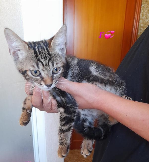 3 micromicini in cerca di casa (2 maschi e 1 femmina)  Foto 5