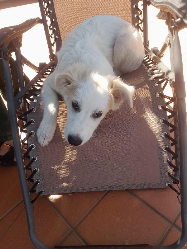 SOS STALLO ADOZIONE NEBBIA DOLCE CUCCIOLO  Foto 2