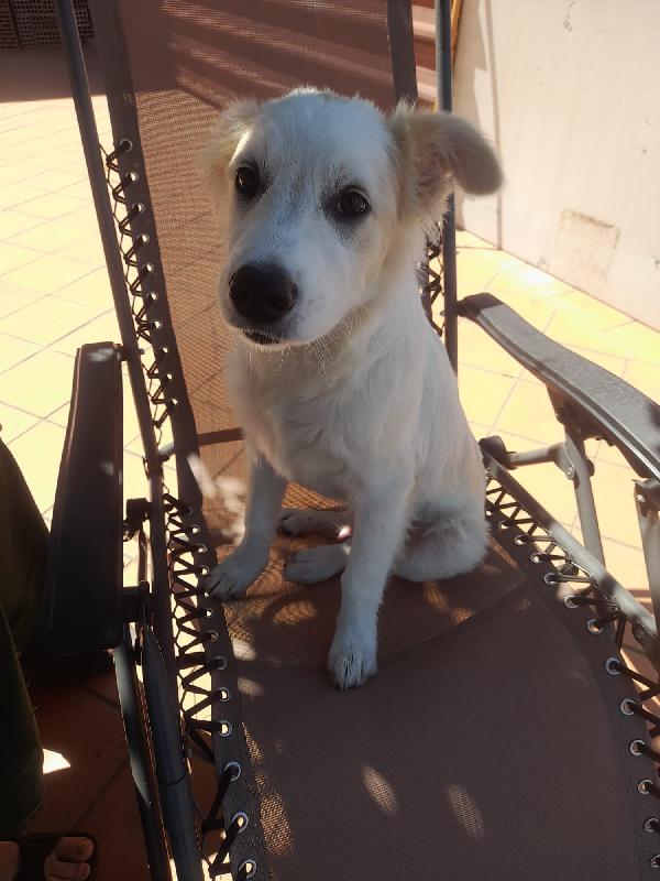 SOS STALLO ADOZIONE NEBBIA DOLCE CUCCIOLO  Foto 3