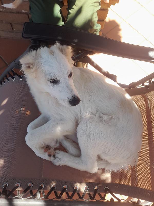 SOS STALLO ADOZIONE NEBBIA DOLCE CUCCIOLO  Foto 4