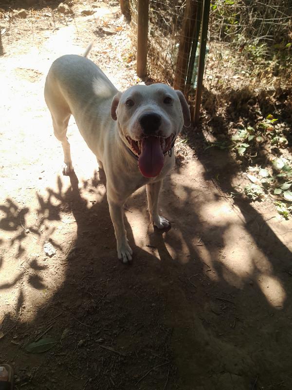 Blanco Splendido Dolce Simil Dogo Tg Media 