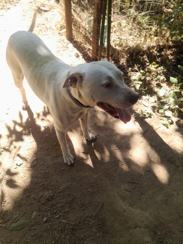 BLANCO SPLENDIDO DOLCE SIMIL DOGO TG MEDIA  Foto 2