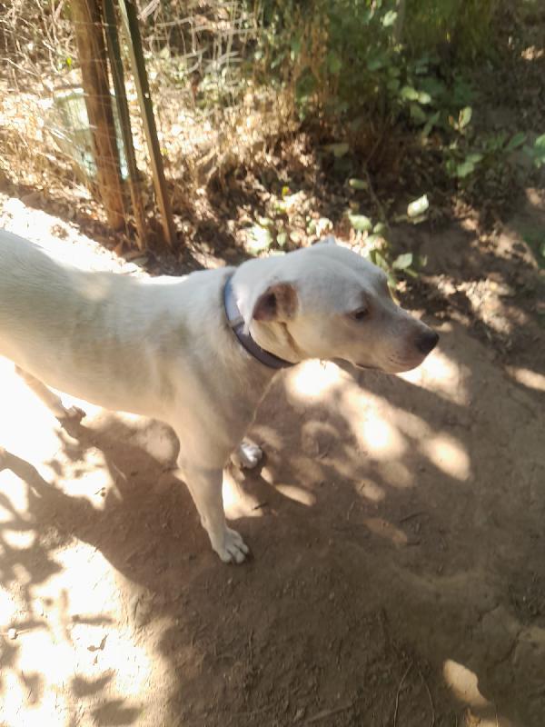 BLANCO SPLENDIDO DOLCE SIMIL DOGO TG MEDIA  Foto 3