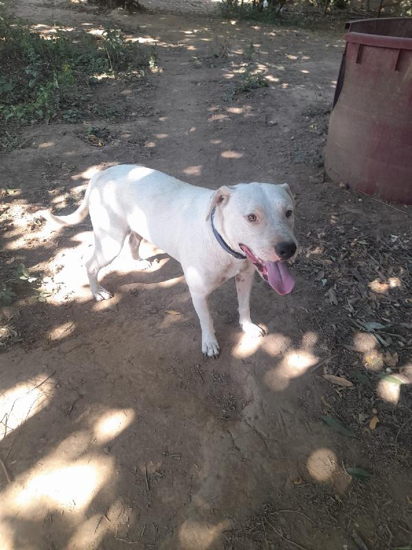 BLANCO SPLENDIDO DOLCE SIMIL DOGO TG MEDIA  Foto 4
