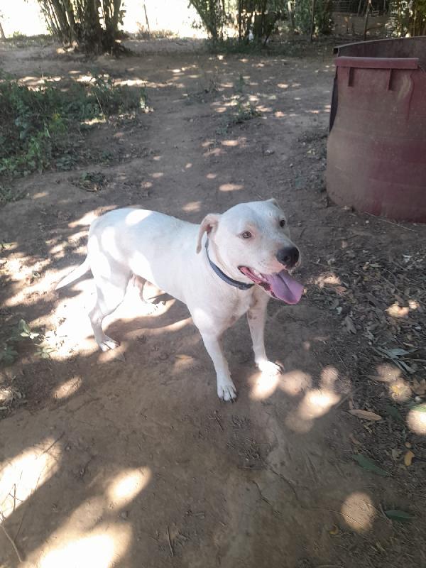 BLANCO SPLENDIDO DOLCE SIMIL DOGO TG MEDIA  Foto 5