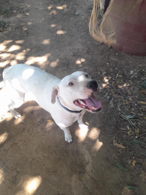BLANCO SPLENDIDO DOLCE SIMIL DOGO TG MEDIA  Foto 6