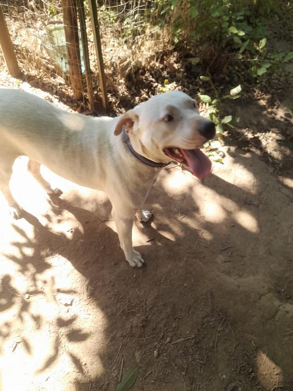 BLANCO SPLENDIDO DOLCE SIMIL DOGO TG MEDIA  Foto 7