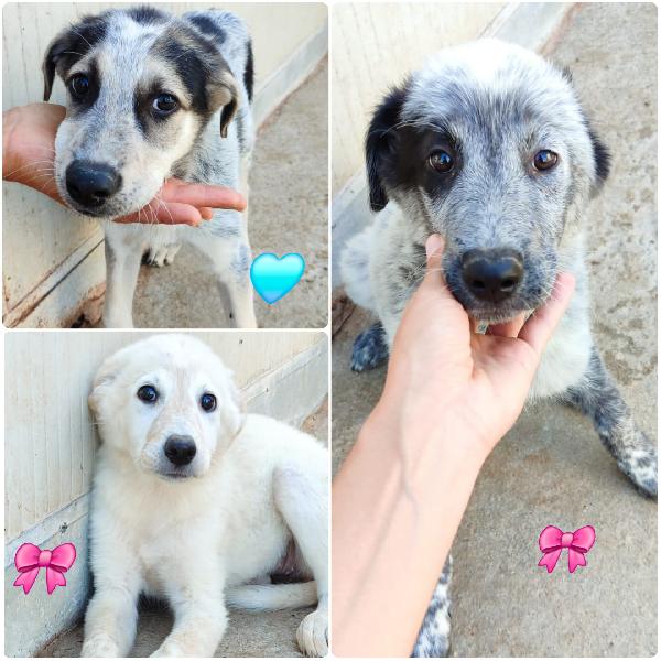 Cuccioli Mix Setter 
