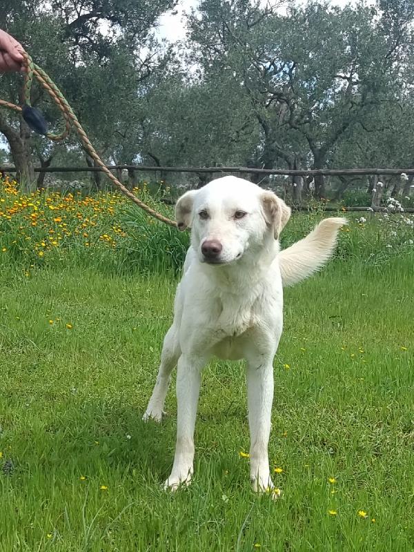 FROLLA monella in canile Foto 4