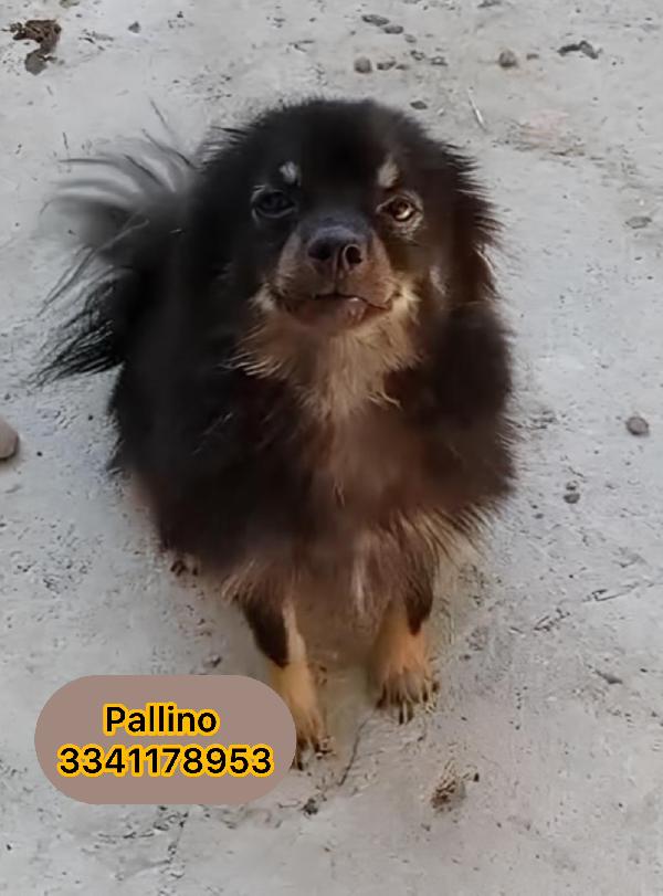 Pallino un meraviglioso volpino piccolo 4 kg 1 anno e mezzo cerca casa  Foto 2