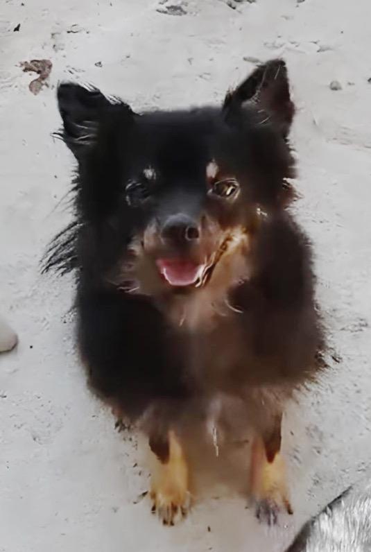 Pallino un meraviglioso volpino piccolo 4 kg 1 anno e mezzo cerca casa  Foto 3
