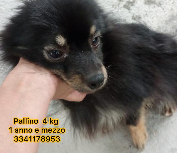 Pallino un meraviglioso volpino piccolo 4 kg 1 anno e mezzo cerca casa  Foto 4