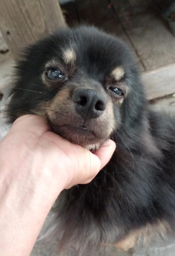 Pallino un meraviglioso volpino piccolo 4 kg 1 anno e mezzo cerca casa  Foto 5