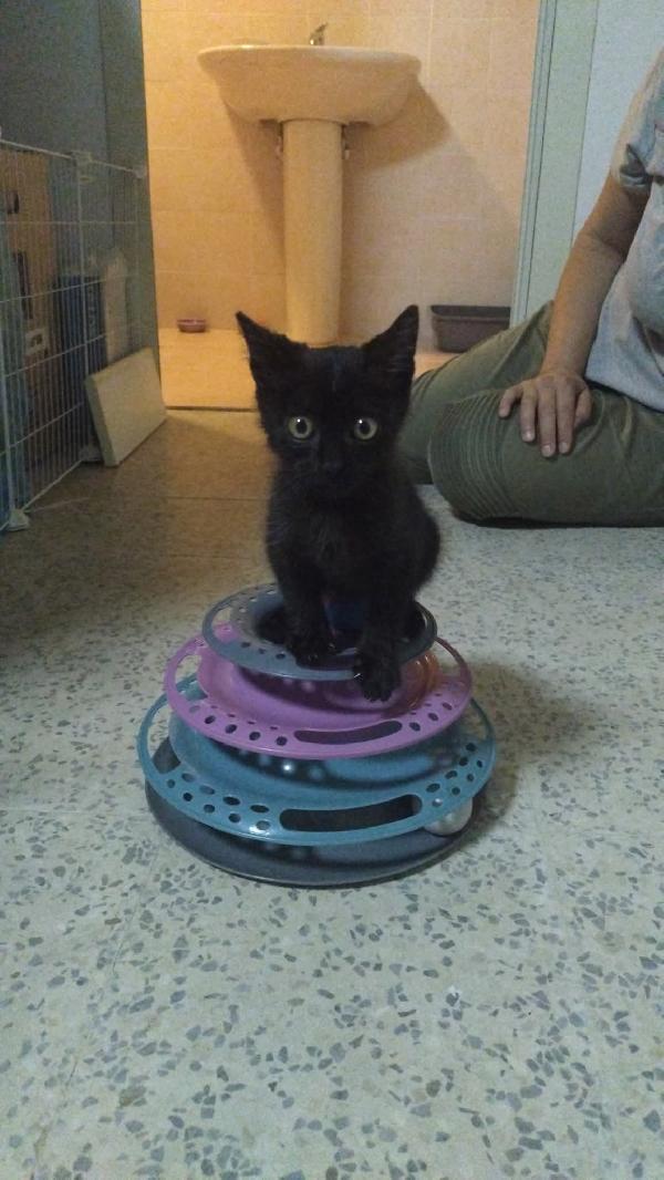 Micetta Dolcissima Zoe 