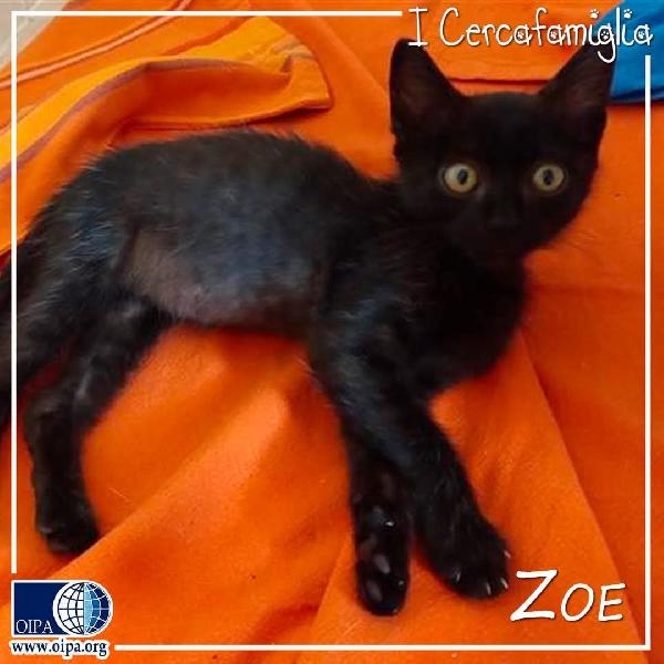 Micetta dolcissima ZOE  Foto 5